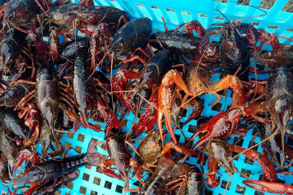 小龙虾养殖成本是多少？