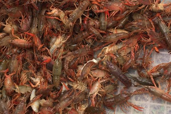 小龙虾养殖成本是多少？