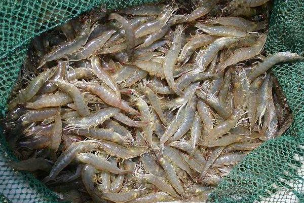 南美白对虾养殖成本