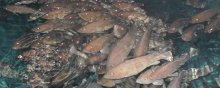石斑鱼养殖周期（石斑鱼养殖周期和成本）