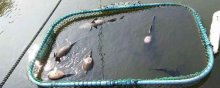 石斑鱼养殖条件（淡水石斑鱼养殖条件）