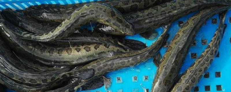黑鱼养殖成本和利润