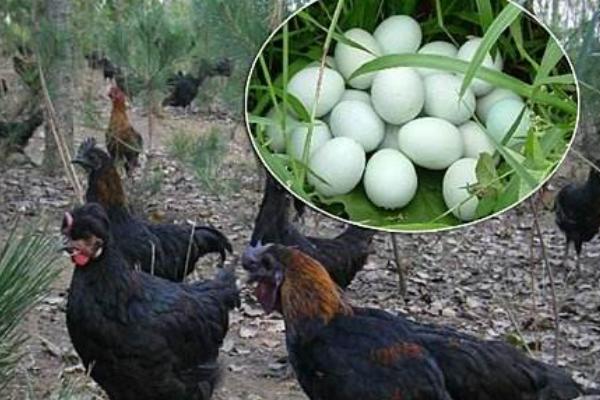 绿壳蛋鸡一年产多少蛋