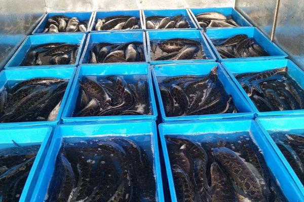 黑鱼养殖几个月能出售