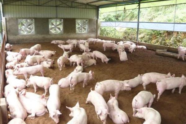 发酵床养猪成本