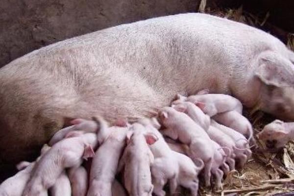 母猪养殖10头利润