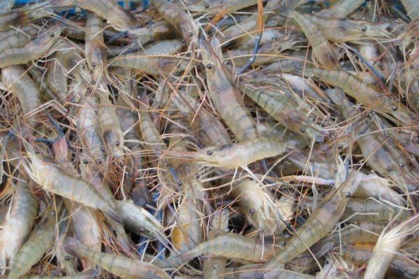 河虾养殖亩利润多少 河虾养殖前景怎样