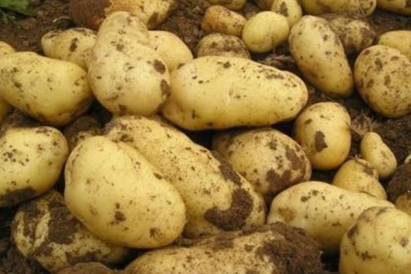 马铃薯追肥时间，用什么肥料更好