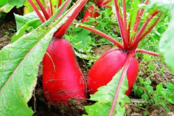 红萝卜种植方法和时间
