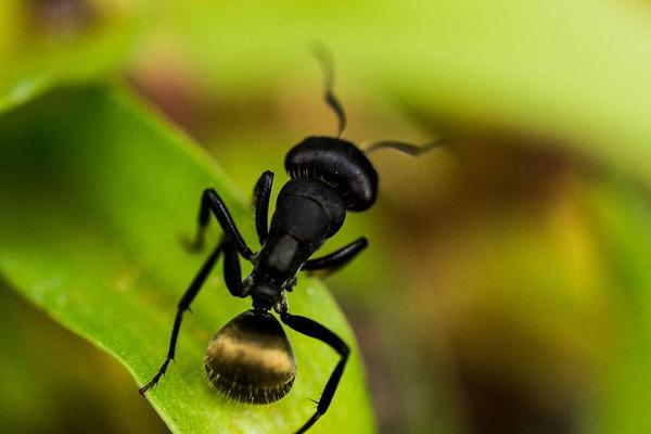 2018养蚂蚁赚钱吗？蚂蚁养殖的利润与投资成本及前景预测