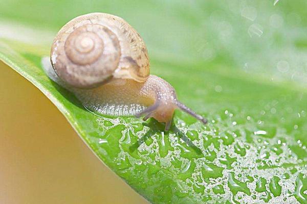 2018养蜗牛赚钱吗？蜗牛养殖的利润与投资成本及前景预测