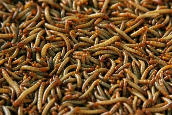 2018养黄粉虫赚钱吗？黄粉虫养殖的利润与投资成本及前景预测