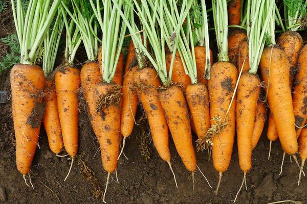 胡萝卜怎么种植，附种植方法