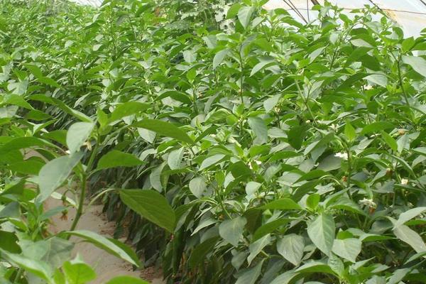辣椒的种植时间和管理技术