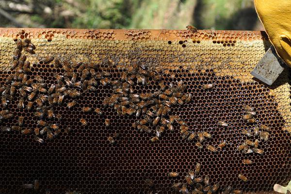 2018养蜂赚钱吗？养蜂的利润与投资成本及前景预测