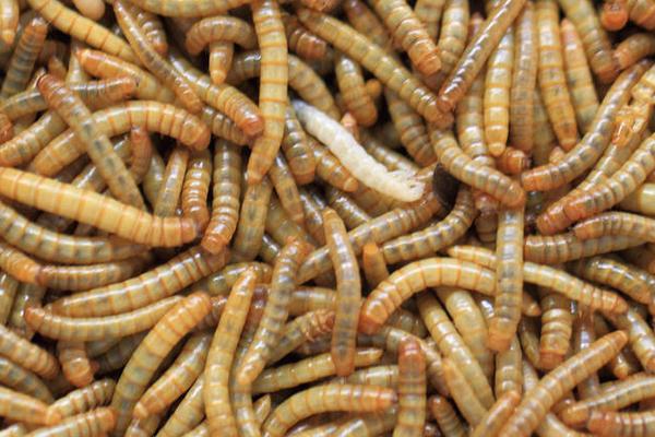 2018养黄粉虫赚钱吗？黄粉虫养殖的利润与投资成本及前景预测