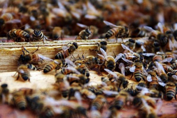 2018养蜂赚钱吗？养蜂的利润与投资成本及前景预测