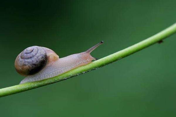 2018养蜗牛赚钱吗？蜗牛养殖的利润与投资成本及前景预测