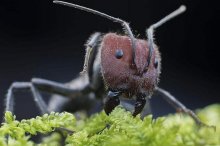 养蚂蚁赚钱吗？蚂蚁养殖的利润与投资成本及前景预测