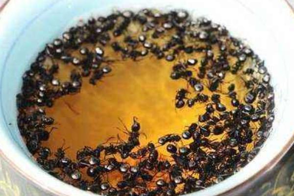 2018养蚂蚁赚钱吗？蚂蚁养殖的利润与投资成本及前景预测