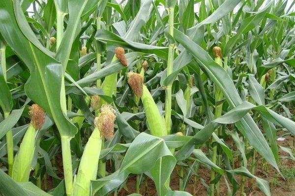 玉米喷施叶面肥时期，与水的多少有关吗