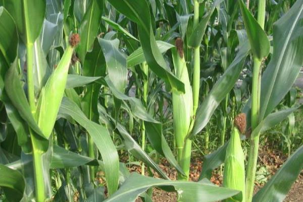 玉米喷施叶面肥时期，与水的多少有关吗