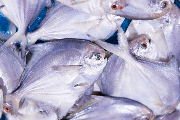 养白鲳鱼赚钱吗？白鲳鱼养殖的利润与投资成本及前景预测