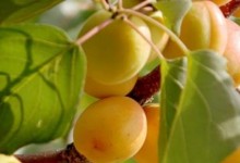 杏树种植的方法和技巧（杏树的种植方法盆栽）