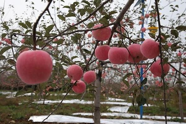 苹果树农药全年配方表