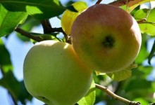 苹果树农药全年配方表（苹果树最佳打药时间表）