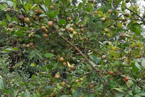茶籽树的种植与管理