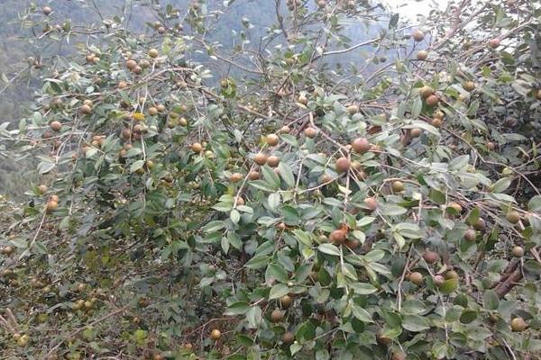 茶籽树的种植与管理