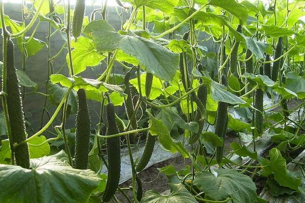 秋黄瓜的种植时间和管理方法