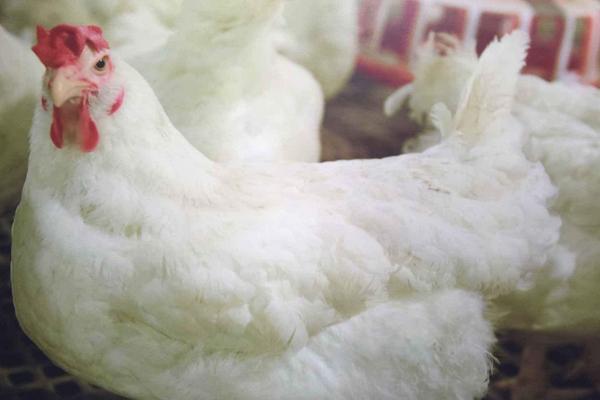 养白羽肉鸡赚钱吗？白羽肉鸡养殖的利润与投资成本及前景预测