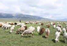 养殖湖羊还有前途吗？湖羊养殖需要多少成本？附投入费用！