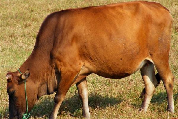 养黄牛赚钱吗？黄牛养殖的利润与投资成本及前景预测