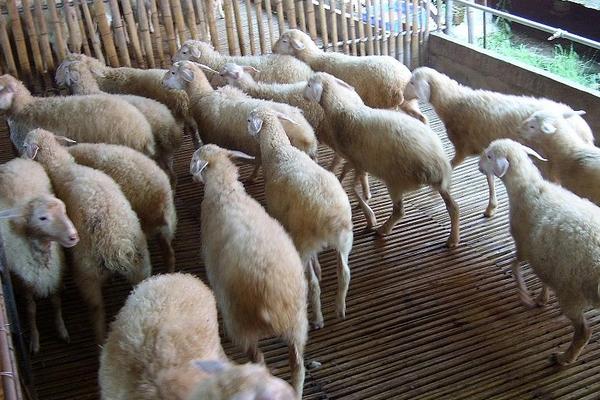 养湖羊赚钱吗？湖羊养殖的利润与投资成本及前景预测