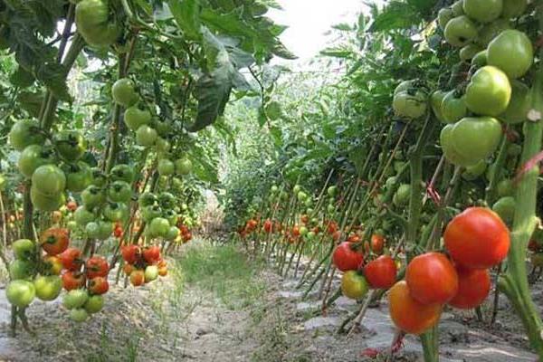 蕃茄种植管理技术要点