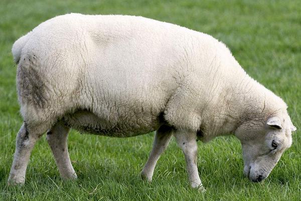 养绵羊赚钱吗？绵羊养殖的利润与投资成本及前景预测