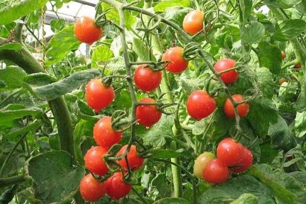 蕃茄种植管理技术要点