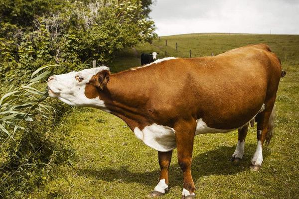 养奶牛赚钱吗？奶牛养殖的利润与投资成本及前景预测