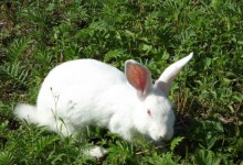 养獭兔赚钱吗？附养殖獭兔的投资成本和利润！