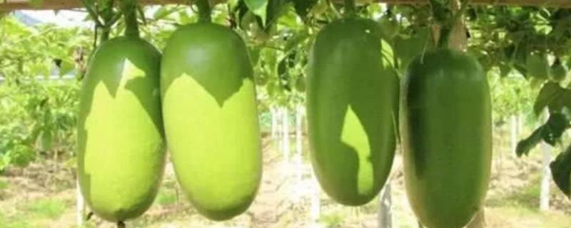 南美洲火腿瓜种植方法（怎么种植南美火腿甜瓜）