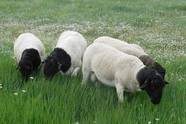 养杜泊绵羊赚钱吗？杜比绵阳养殖的利润与投资成本及前景预测