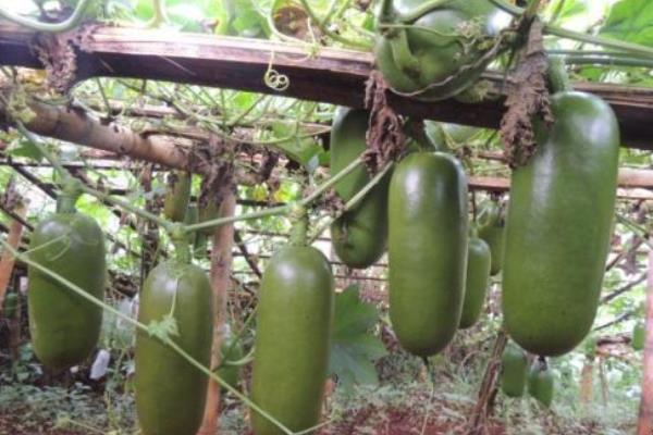 南美洲火腿瓜种植方法