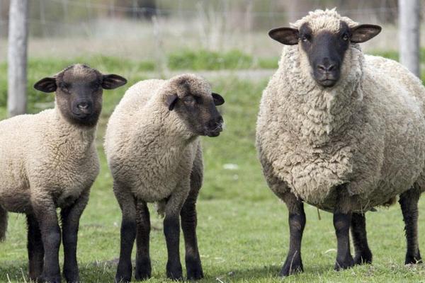 养绵羊赚钱吗？绵羊养殖的利润与投资成本及前景预测