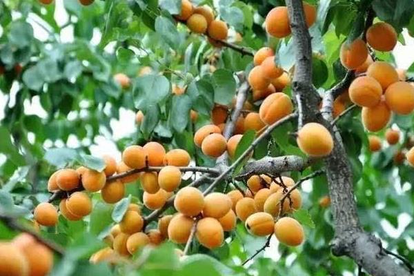 杏苗的种植方法