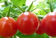 西红柿高产栽培技术（冬季番茄高产栽培技术）
