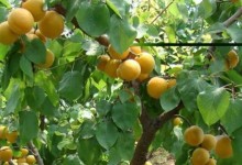 杏苗的种植方法（春天种杏核种子直接种行吗）