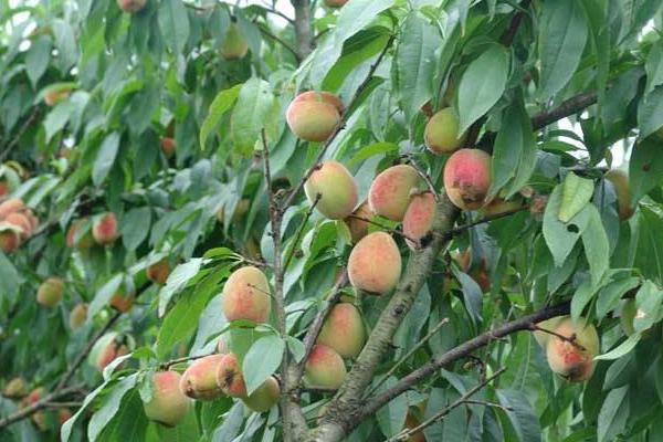 桃树全年用药表
